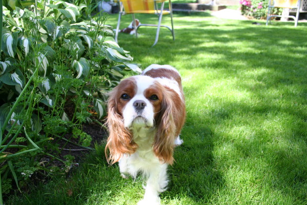 Cavalier Spaniel